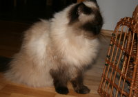 Bummi
