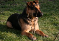 Cora