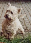 Dusty, der Lustige