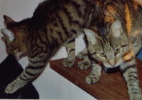 Erni und Bert