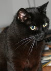 Maurice