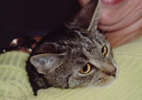 Mieze