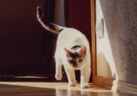 Mimi