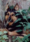 Nero-der Rettungshund
