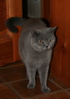 Oscar Brummel