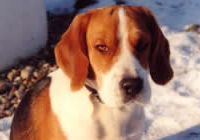 Oscar Beaglebaby