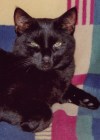Purzel