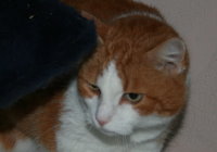 Rosalie