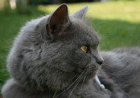 Schmusi