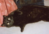Travis, unser Dauergastkater