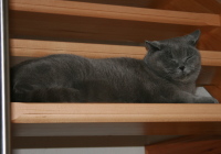 Oscar aus Cottbus