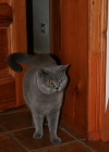 Oskar der Karthuserkater