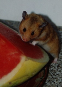 Lecker Futter