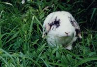 Miko Hoppel