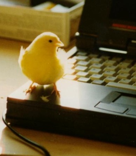 Ist doch piepeinfach