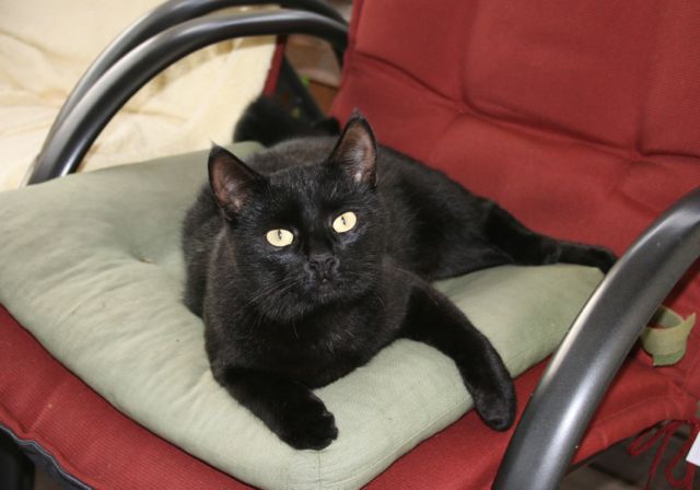 Moonie unser Findelkind