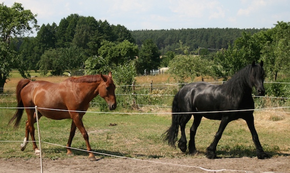 Rieke und Fire 